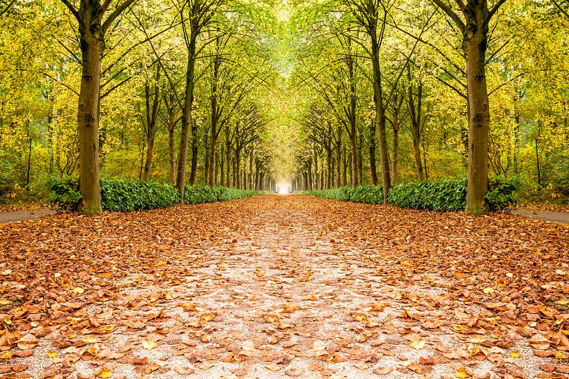 rij bomen in de herfst von Marcel Derweduwen
