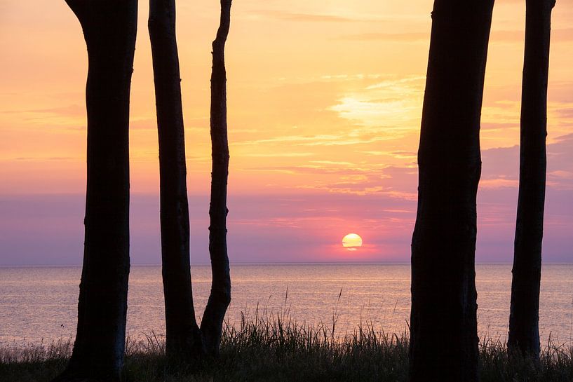 Baumstämme im Gespensterwald von Sven-Erik Arndt