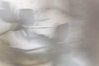 Blossom of the cherry plum