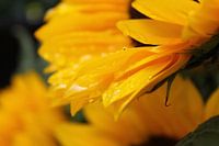 Sonnenblume nach Regen