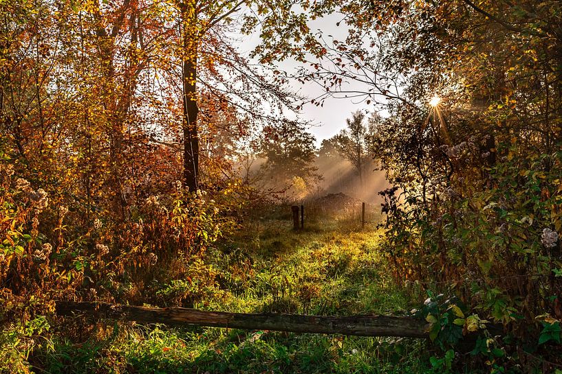 Stimmungsvoller Sonnenaufgang mit Sonnenstrahlen durch den Baum. von Els Oomis