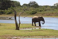 Éléphant d'Asie potable dans la nature au Sri Lanka