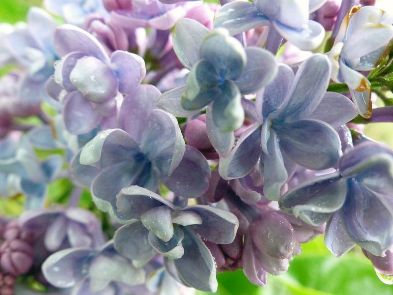 Seringen close-up par Gonnie van Hove