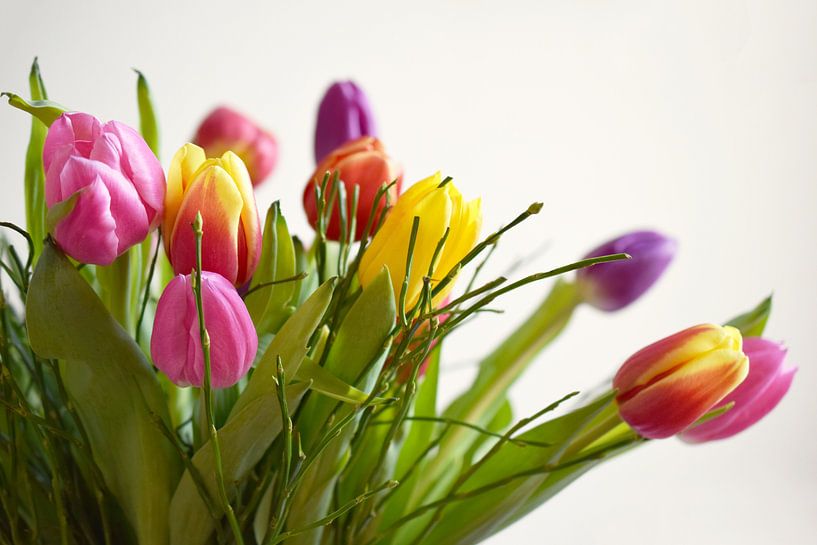 Hollandse tulpen by Anne Hana