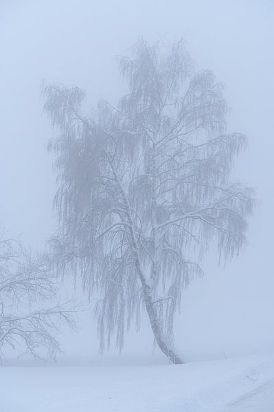 Still life by Daniel Dorst