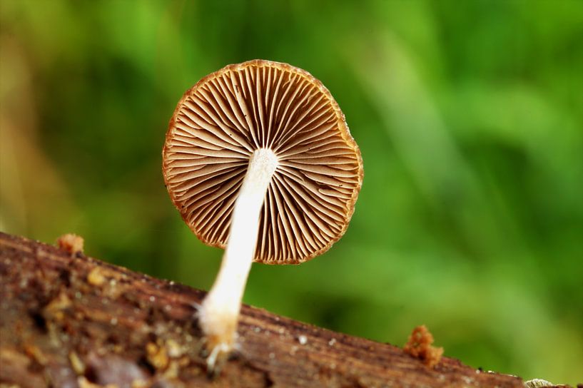 Lamellen van paddenstoel by Frouwkje Fotografie