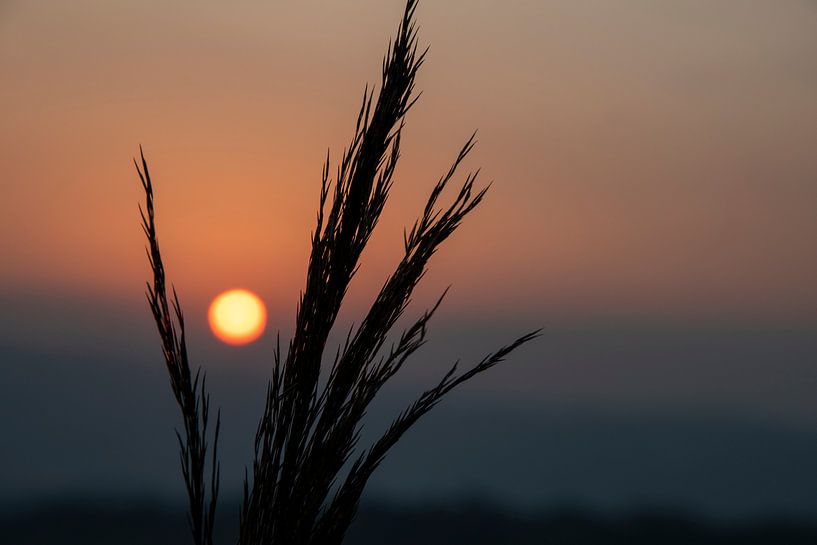 De zon verdwijnt tussen de pluimen van Petra van Teeffelen