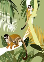 Observation des singes