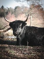 Schwarzer schottischer Highlander auf der Heide.