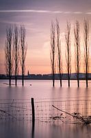 Italienische Pappeln im Crezeepolder