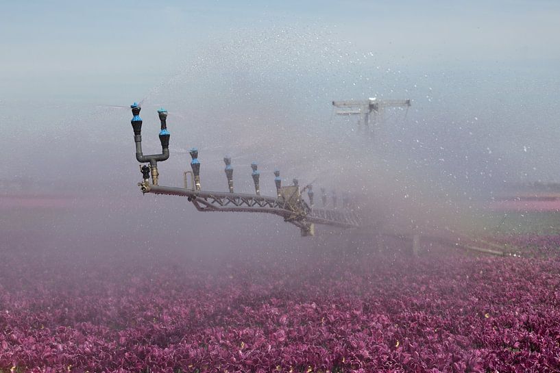 l'arrosage des tulipes pendant les grandes sécheresses par W J Kok