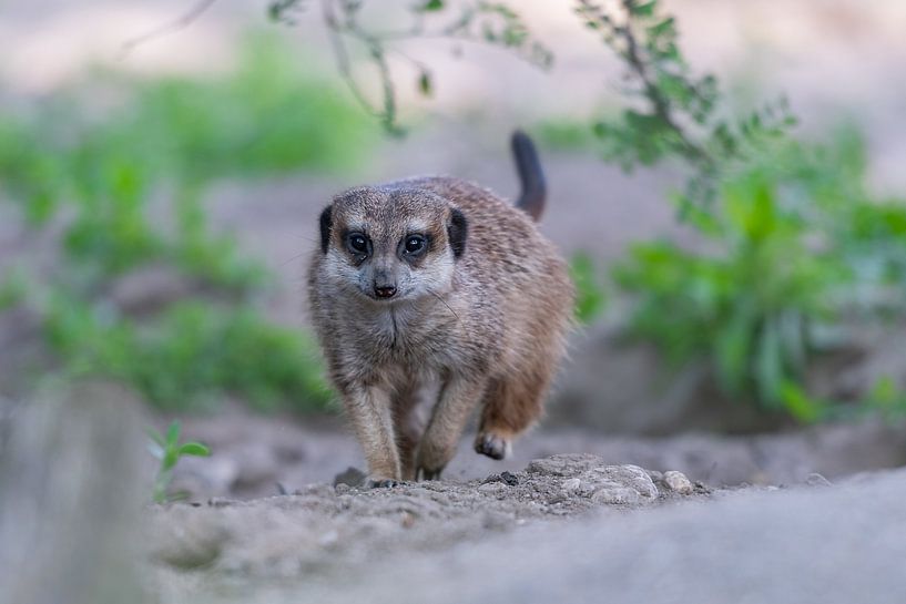 Meerkat walking by Aandenken in Beeld