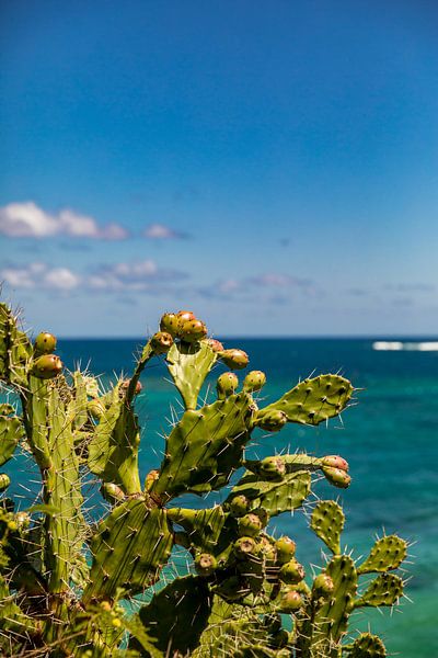 Cacti on Mauritius by Laura V