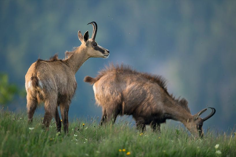 Chamois ( Rupicapra rupicapra ) on a flowering alpine meadow, wildlife, Europe. by wunderbare Erde