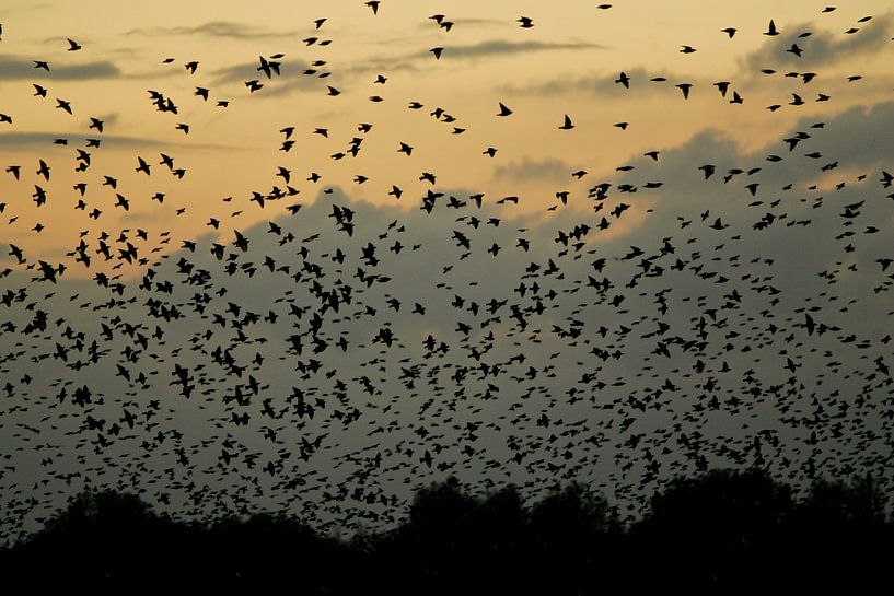 SPREW by Sybrand Treffers