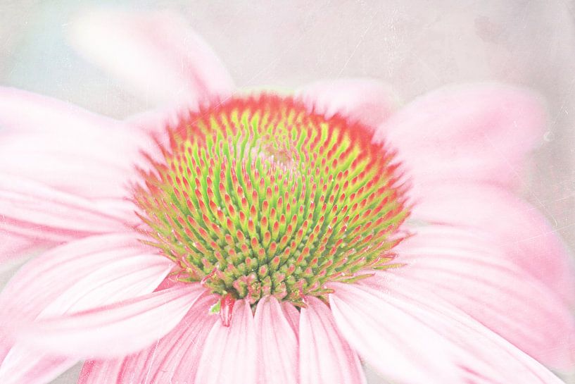 Echinacea pastell zart von Roswitha Lorz