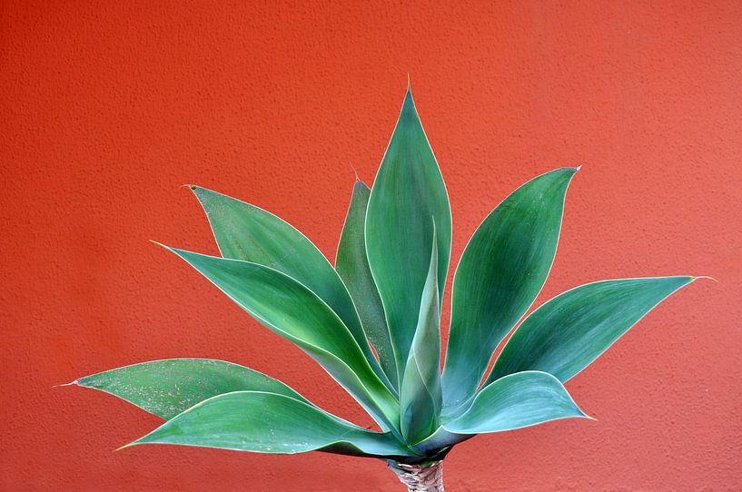 Agave attenuata von Peter Mooij