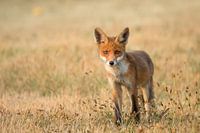 Fox am frühen Morgen auf dem Scotchman