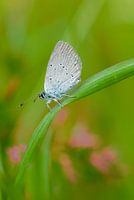 tree blue in the grass