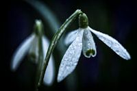 Ein Sanftes Versprechen des Frühlings