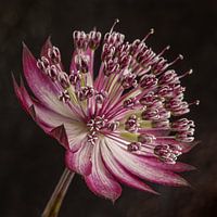 Astrantia Major (Seeländischer Staudenknöterich)