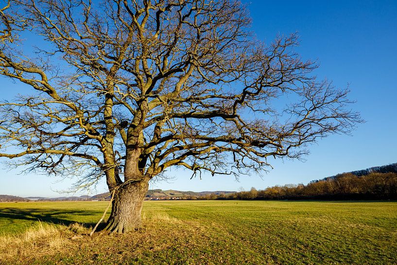 Die Dicke Eiche von Roland Brack