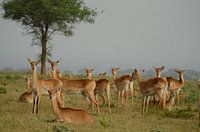 Oribi (antelope) in Uganda Africa