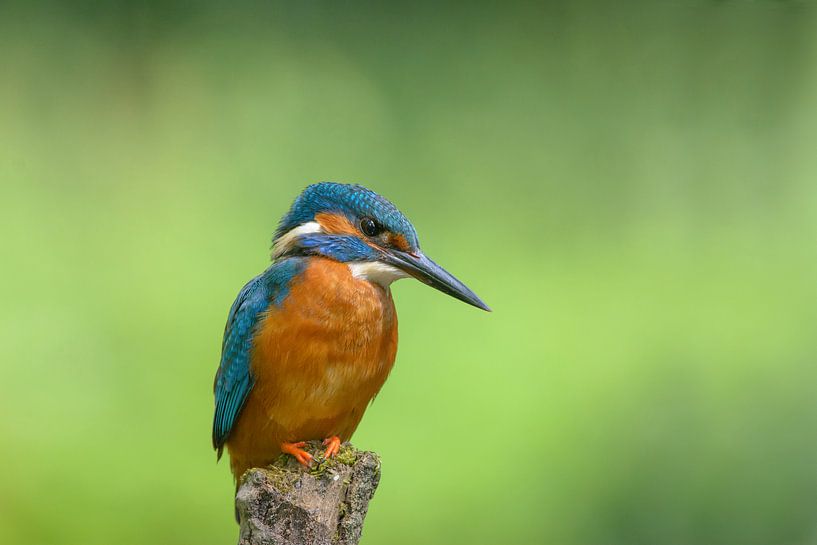 Eisvogel schaut nach unten von Remco Van Daalen