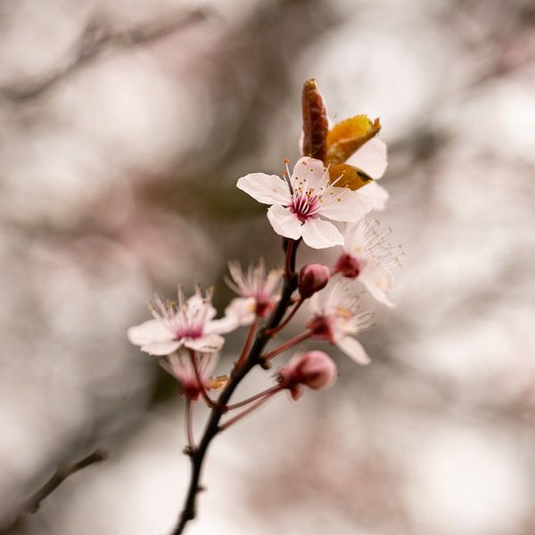 Standing Tall by Gerda Hoogerwerf