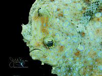 Pauwbot portret, Bonaire