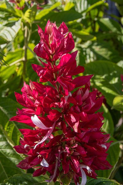 La fleur de la plante "Megaskepasma erythrochlamys par David Esser