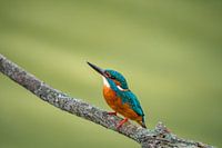 ijsvogel kingfisher 