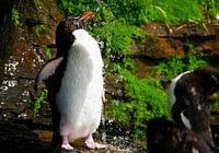 Showering Rockhopper Pinguin