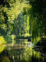 Sunset through the trees