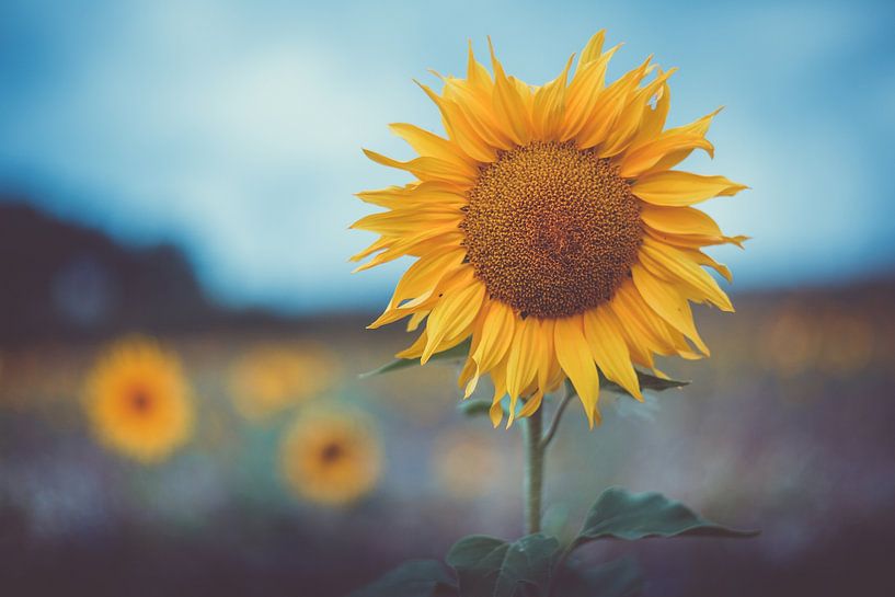 Sunflowers by Caroline Meister