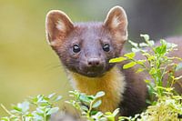 Porträt eines Baummarders zwischen den Blättern und mit Blick in die Kamera