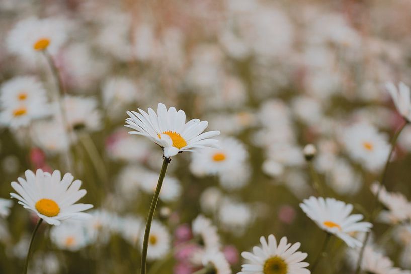Un champ de fleurs avec des marguerites par Robin van Steen