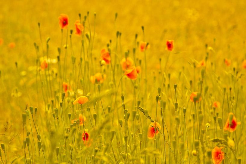 Feld mit Mohnblumen von Mieneke Andeweg-van Rijn