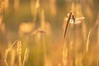 Un Heidelibel qui se réchauffe