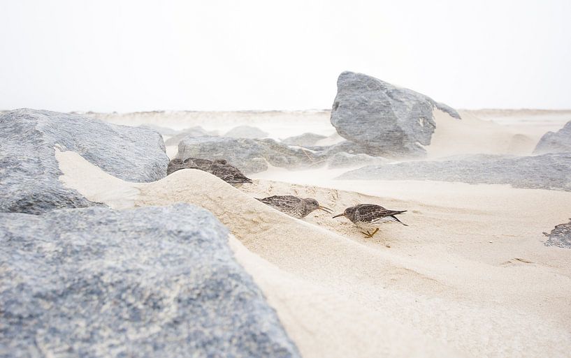 Oiseaux dans une tempête de sable par Danny Slijfer Natuurfotografie