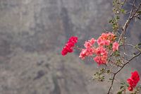 Bougainville