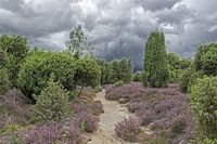 Through the Ellerndorf juniper heath