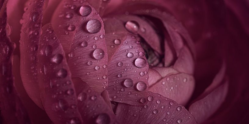 Panorama of drops on an old pink flower by Marjolijn van den Berg