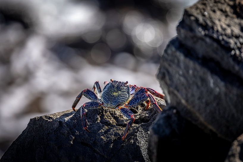 Krabbe von Anneke Hooijer