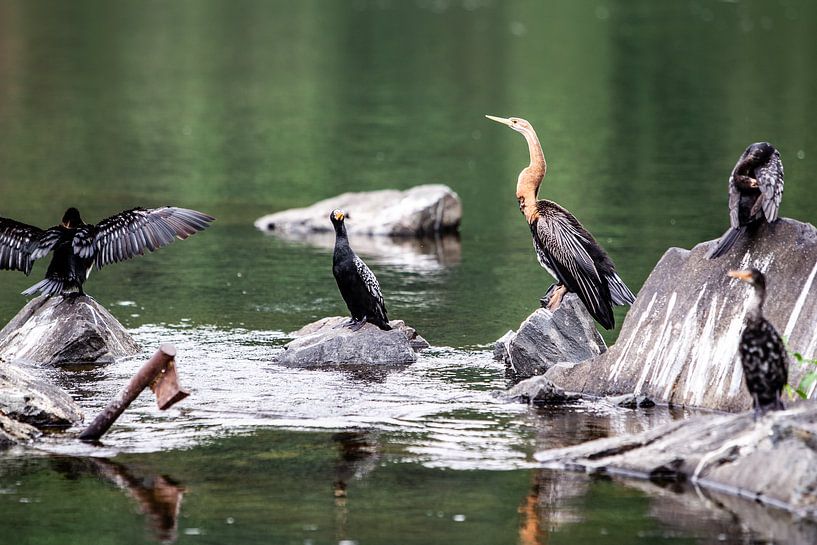 Vögel auf Felsen im Nil in Uganda von Eric van Nieuwland