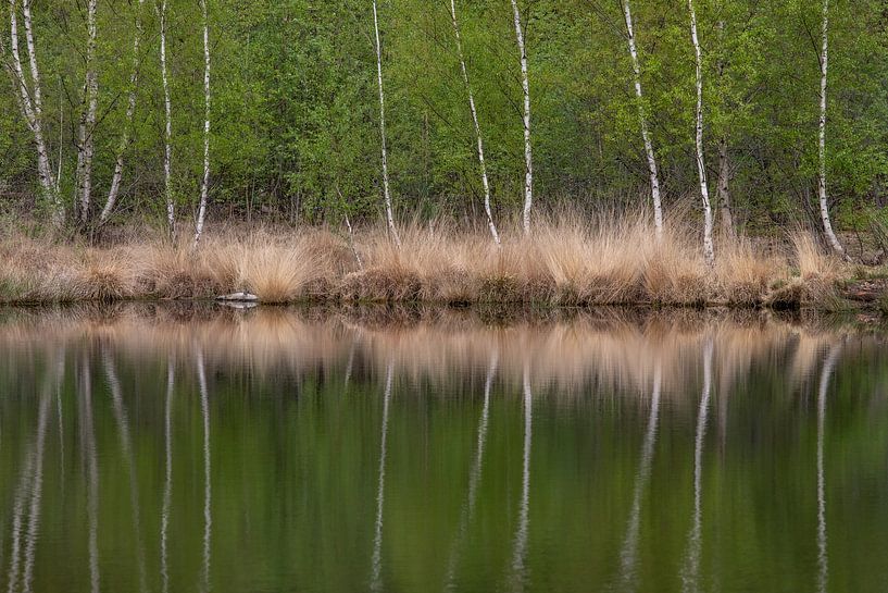Bouleau miroir par Albert Mendelewski