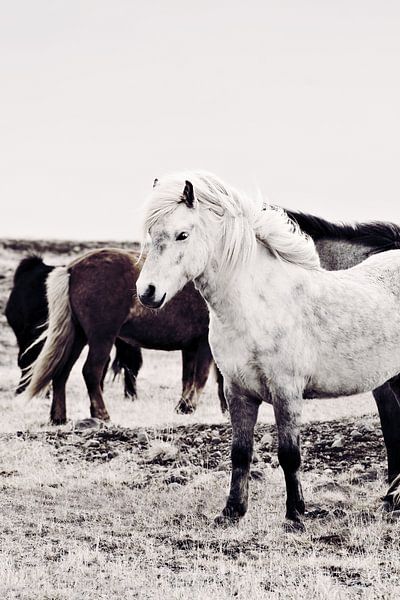 Islandpferd Bjarmi von Monika Strigel