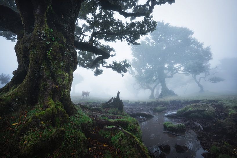 Fanal brumeux par Martin Podt