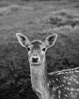 Herten met Karakter - nr. 1 Lief (zwart-wit)