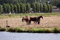 Pferde auf der Wiese